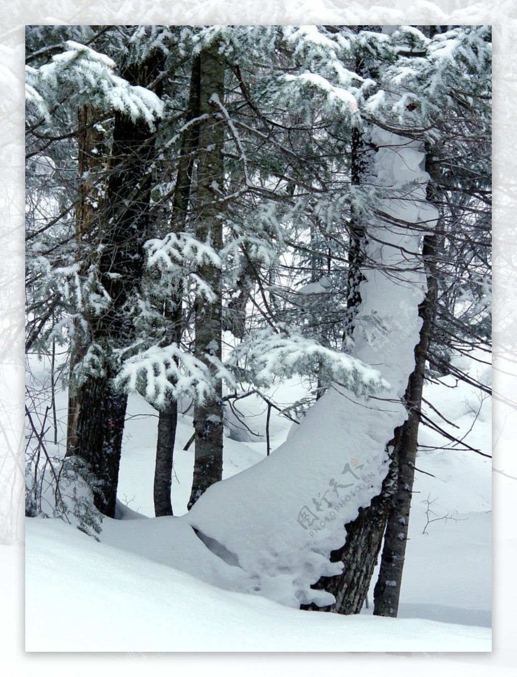 雪乡雪松林图片