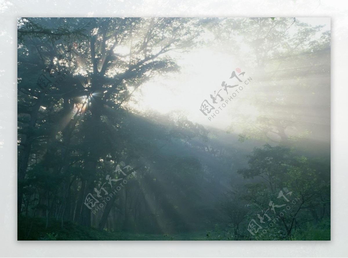 阳光森林背景图片
