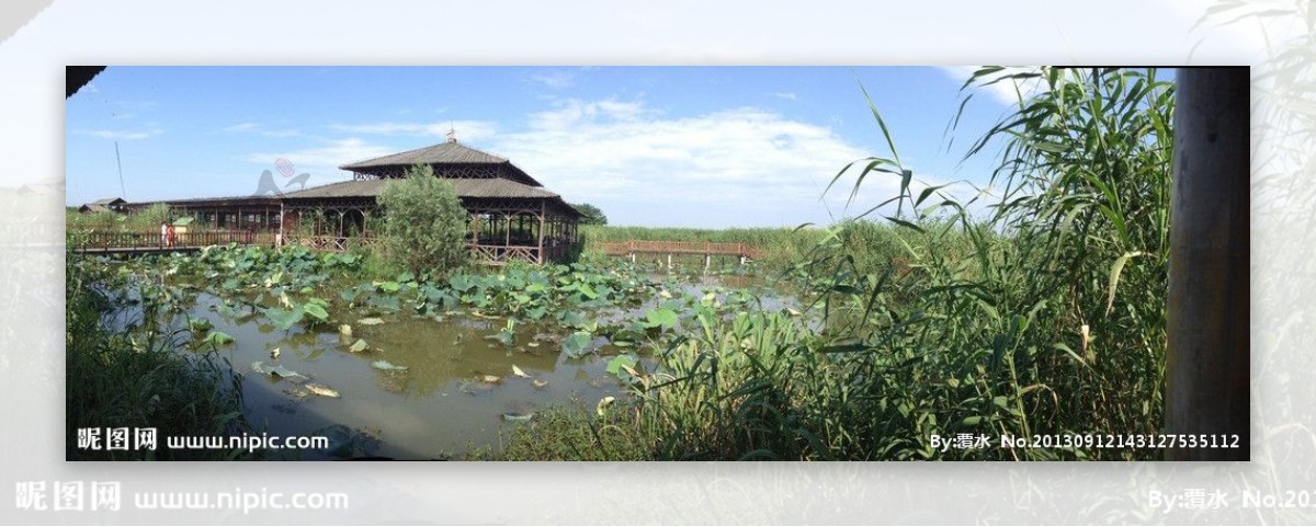 美丽的湿地荷塘图片