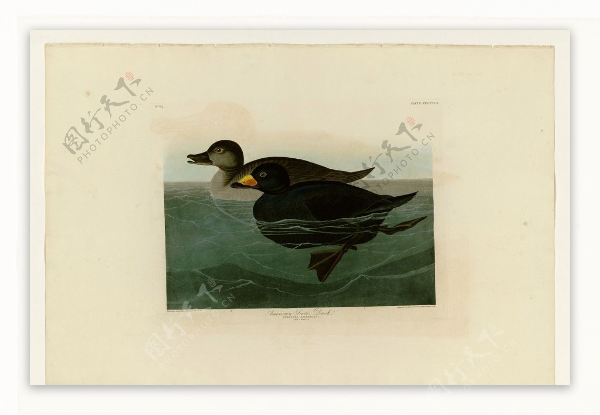美国黑凫鸭图片