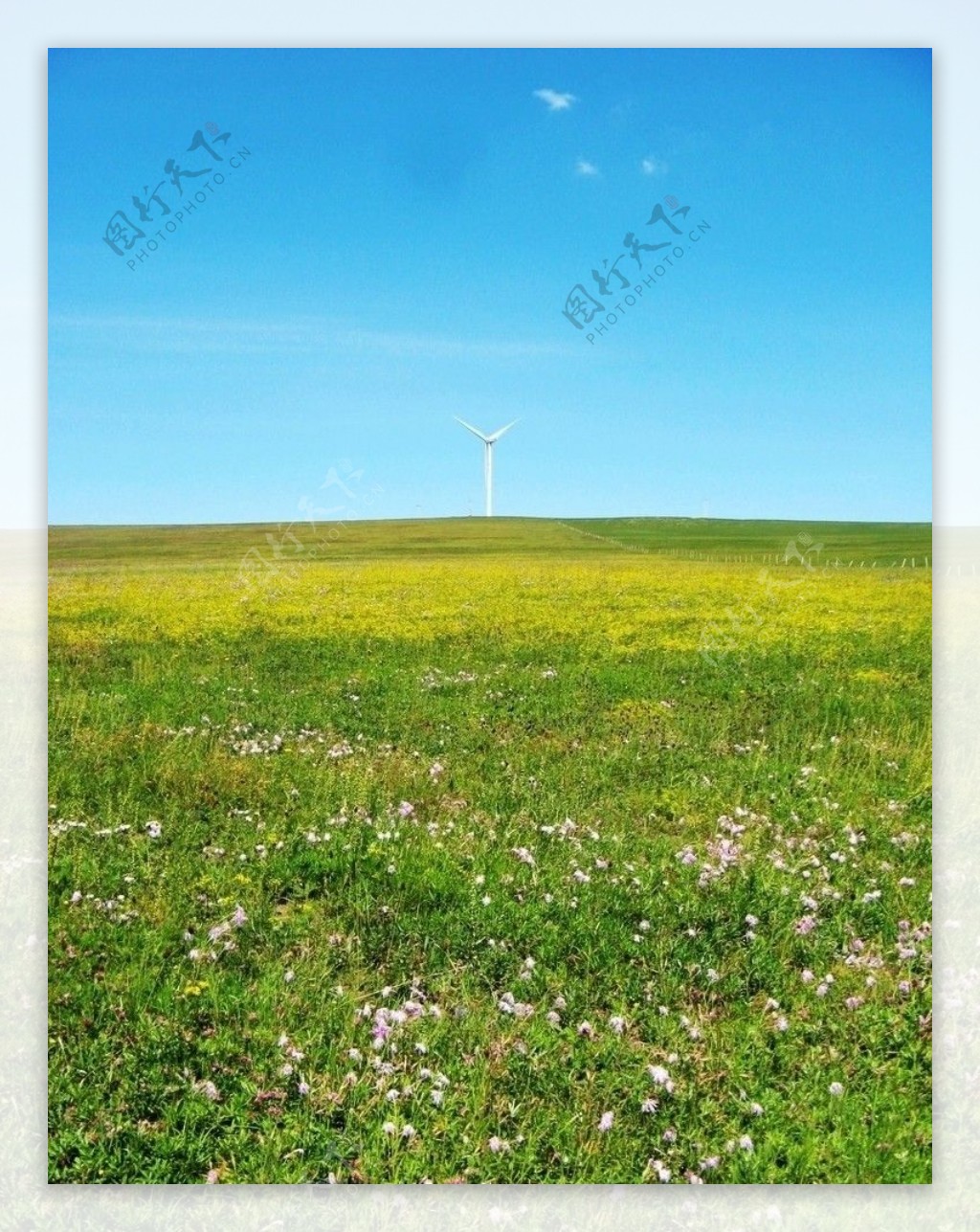 山花烂漫的草原图片