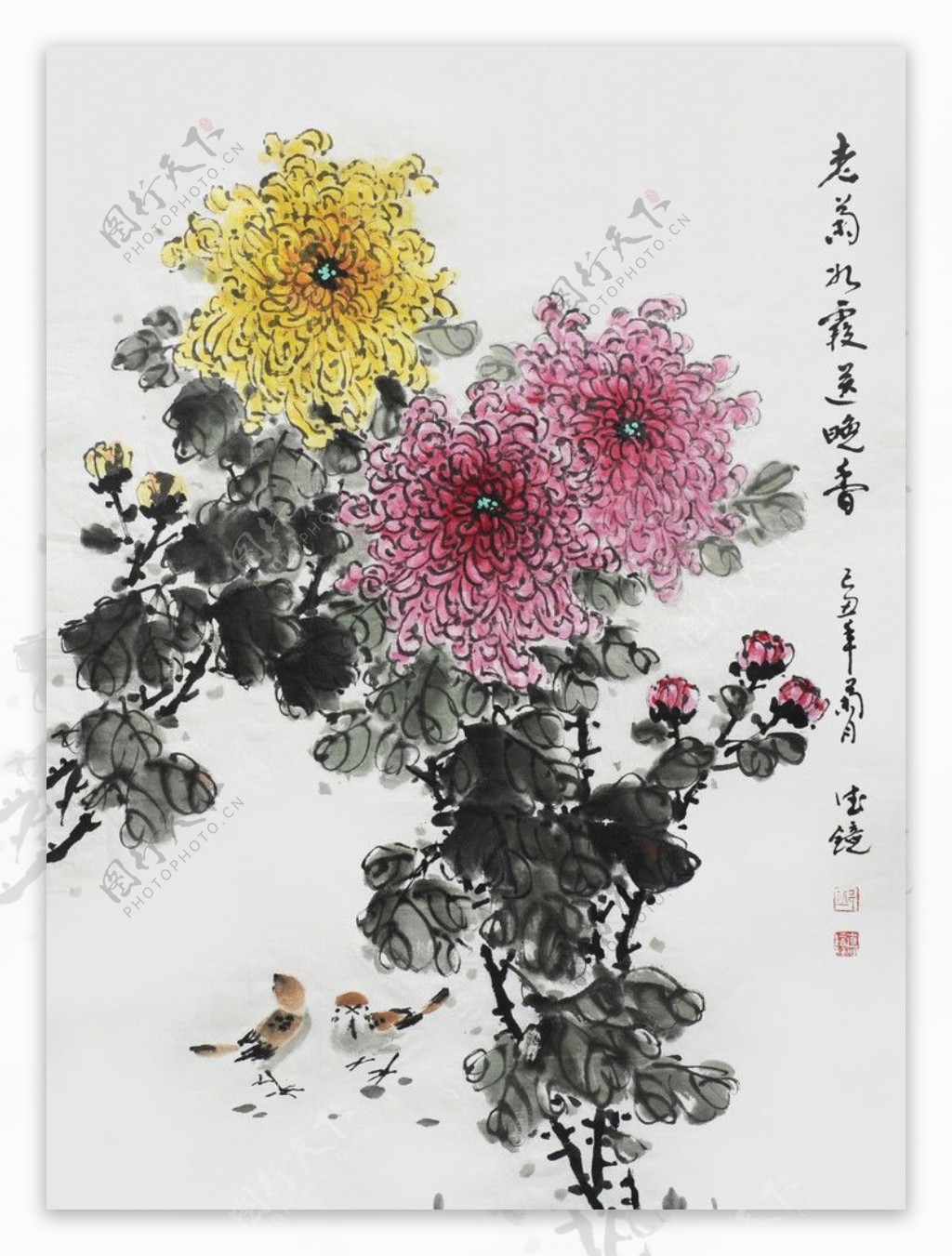 邱德镜菊花鸟图片