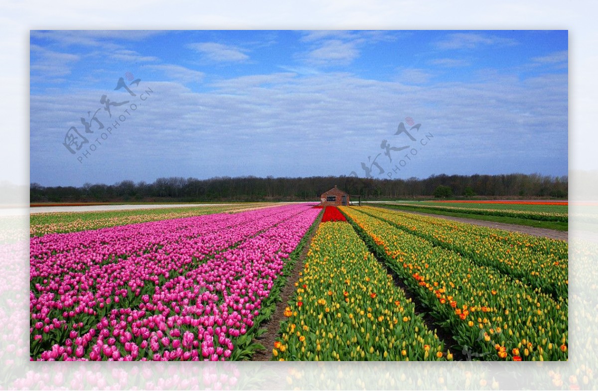 荷兰郁金香图片