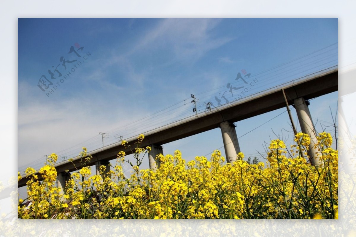 春季高铁路图片