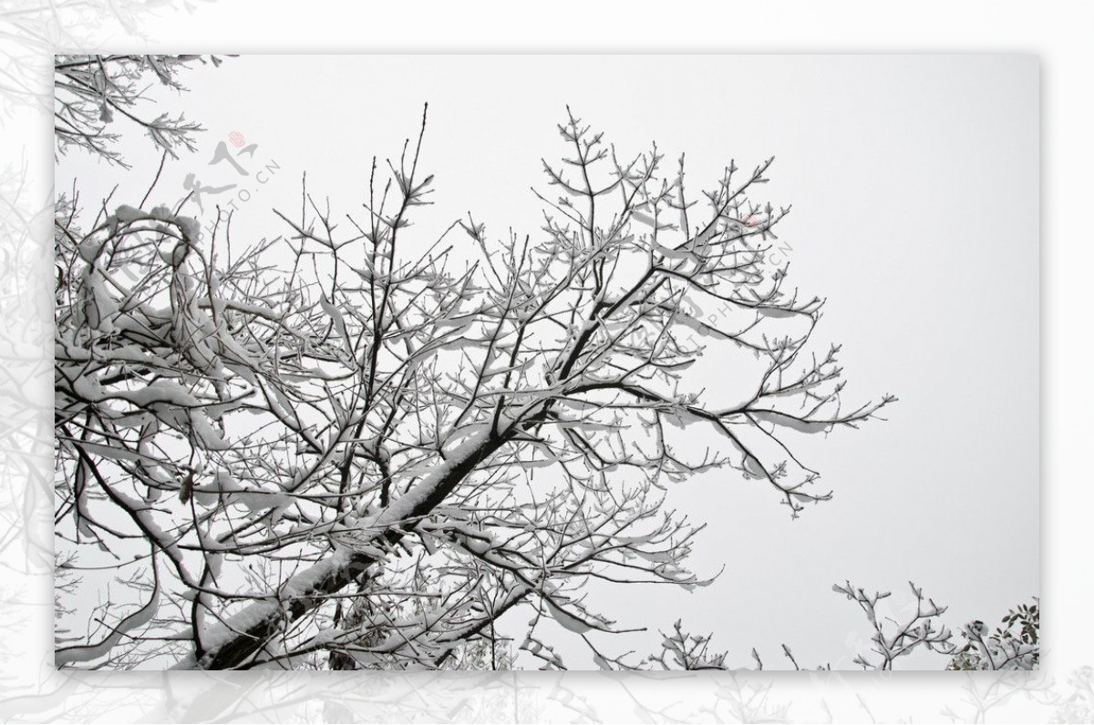 雪树图片