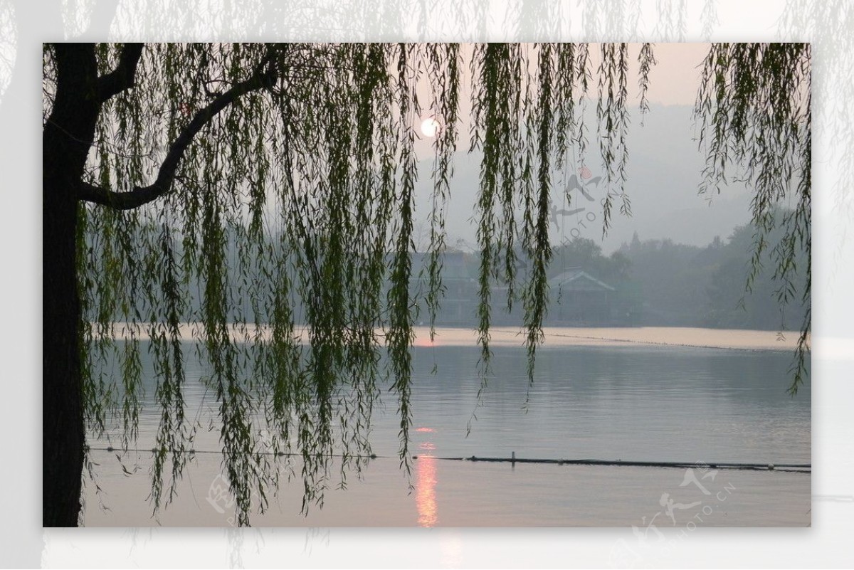 西湖垂柳夕阳图片