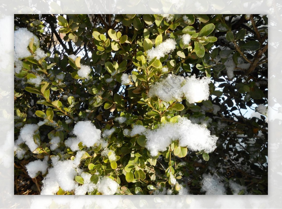 雪景雪后绿树图片