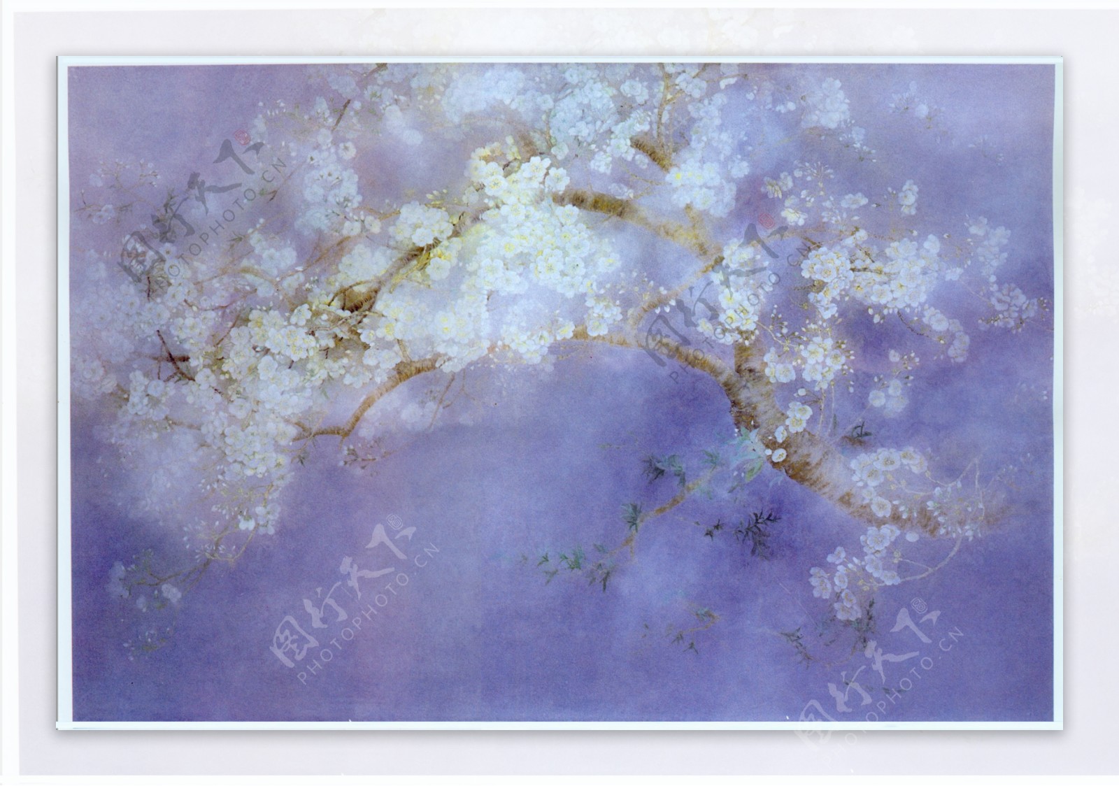 樱花银紫色图片