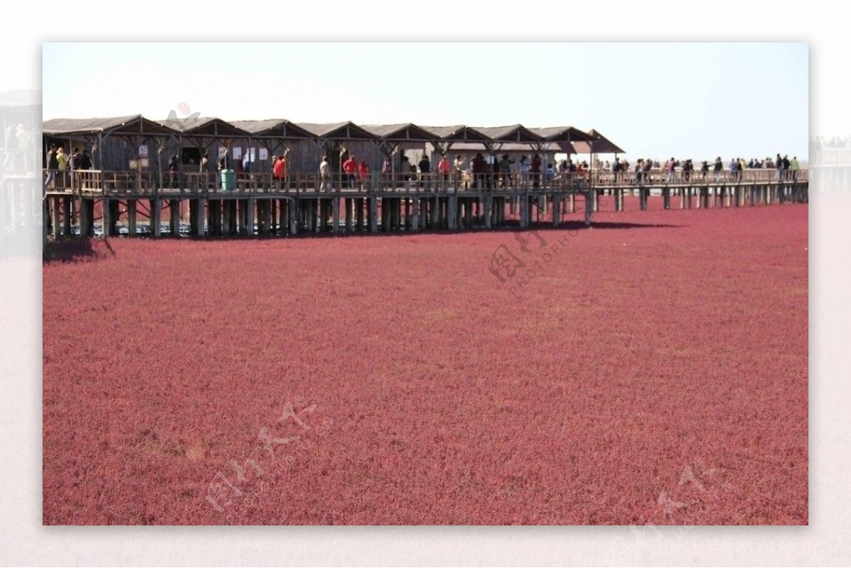 盘锦红海滩湿地图片