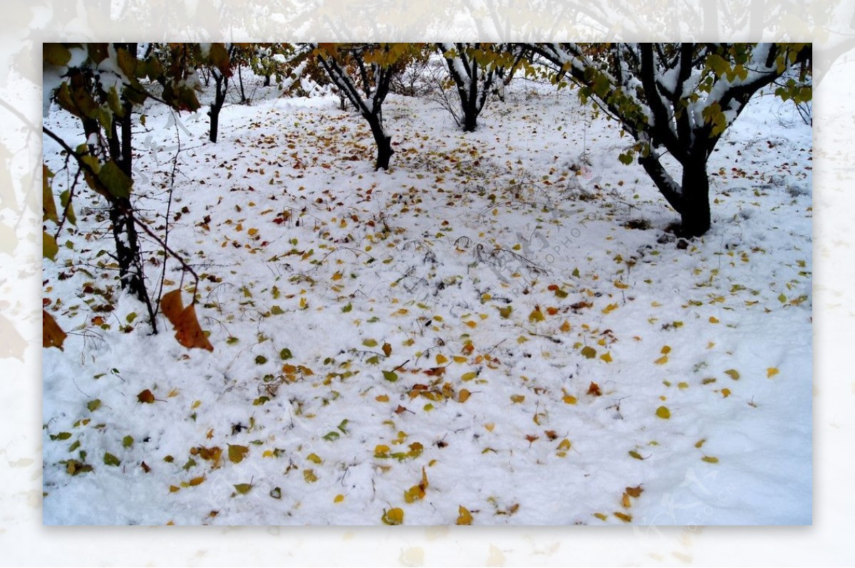 雪后图片