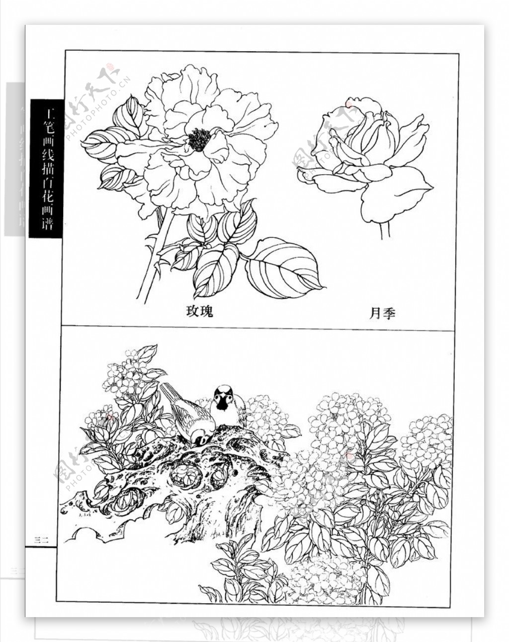 工笔画线描百花画谱月季玫瑰图片