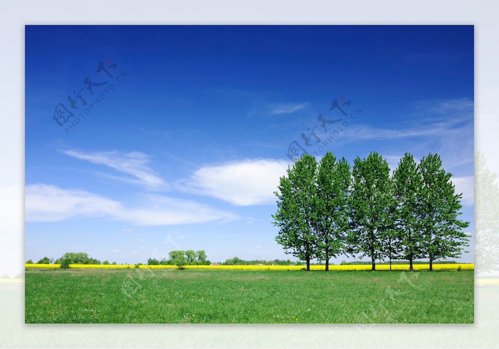 蓝天下的树图片