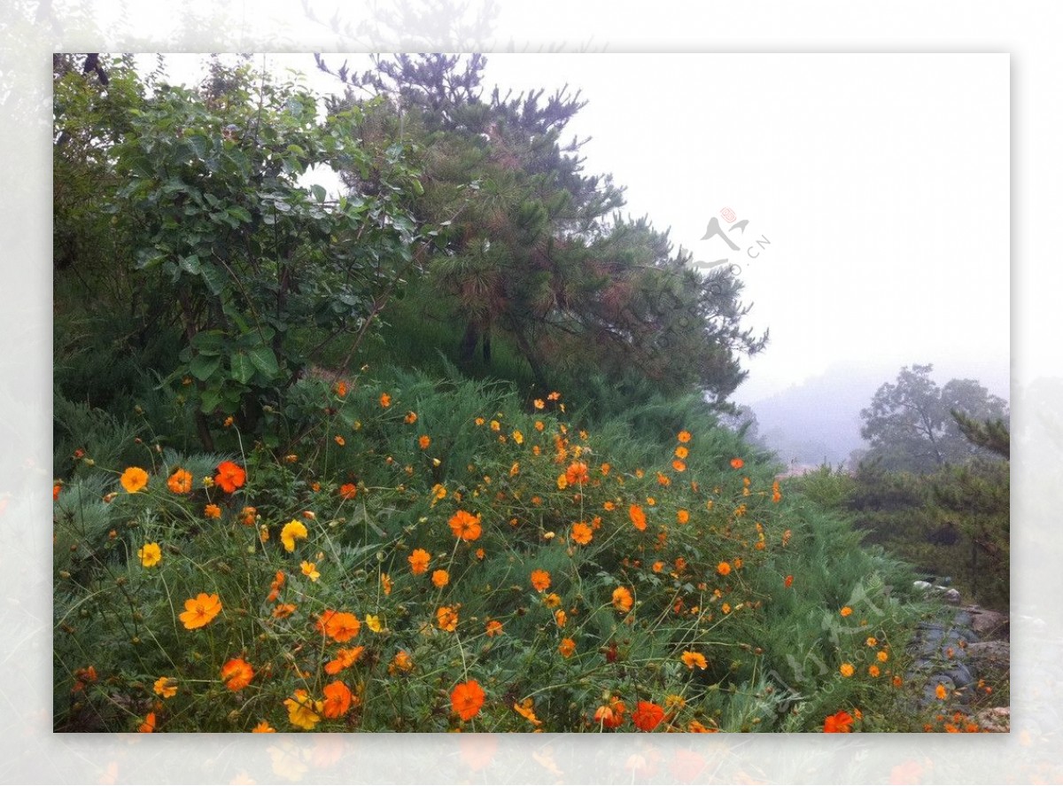 鲜花图片