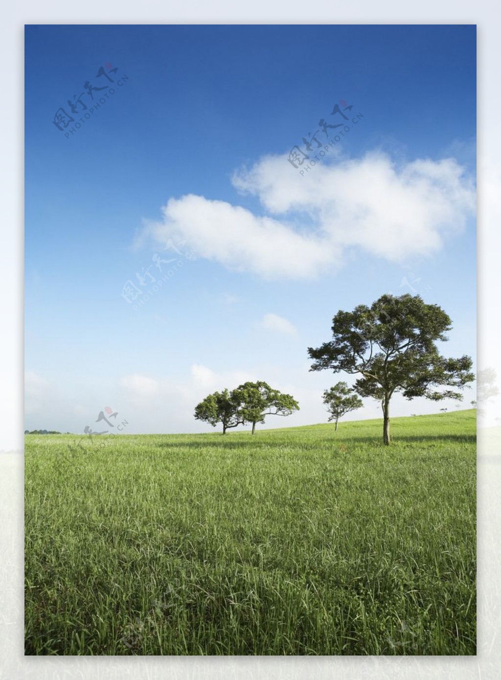蓝天白云绿野大树图片