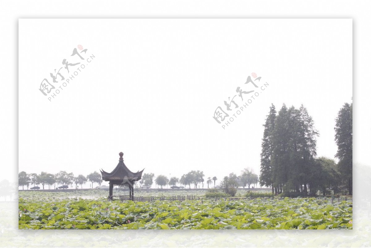 武汉东湖磨山荷花图片
