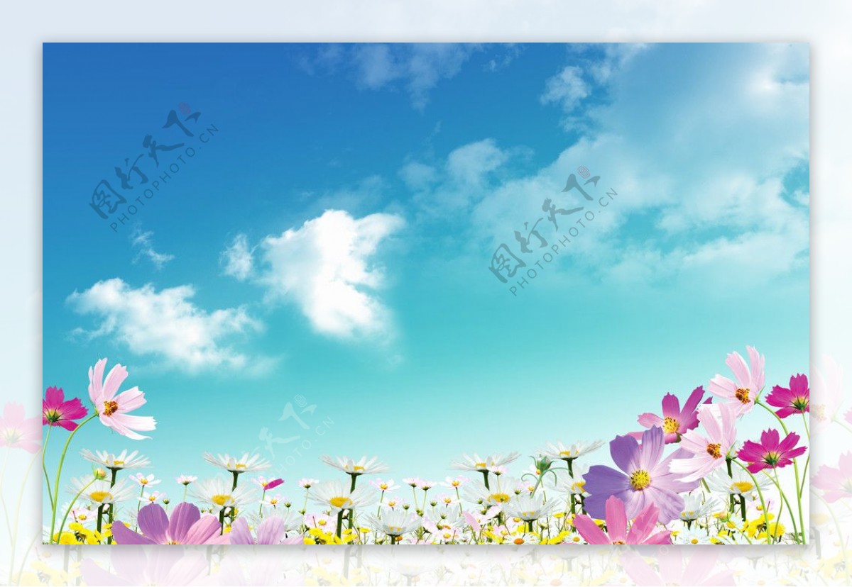 蓝天白云鲜花图片