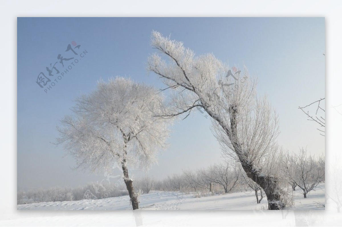 冬季雾凇冰雪雪花图片