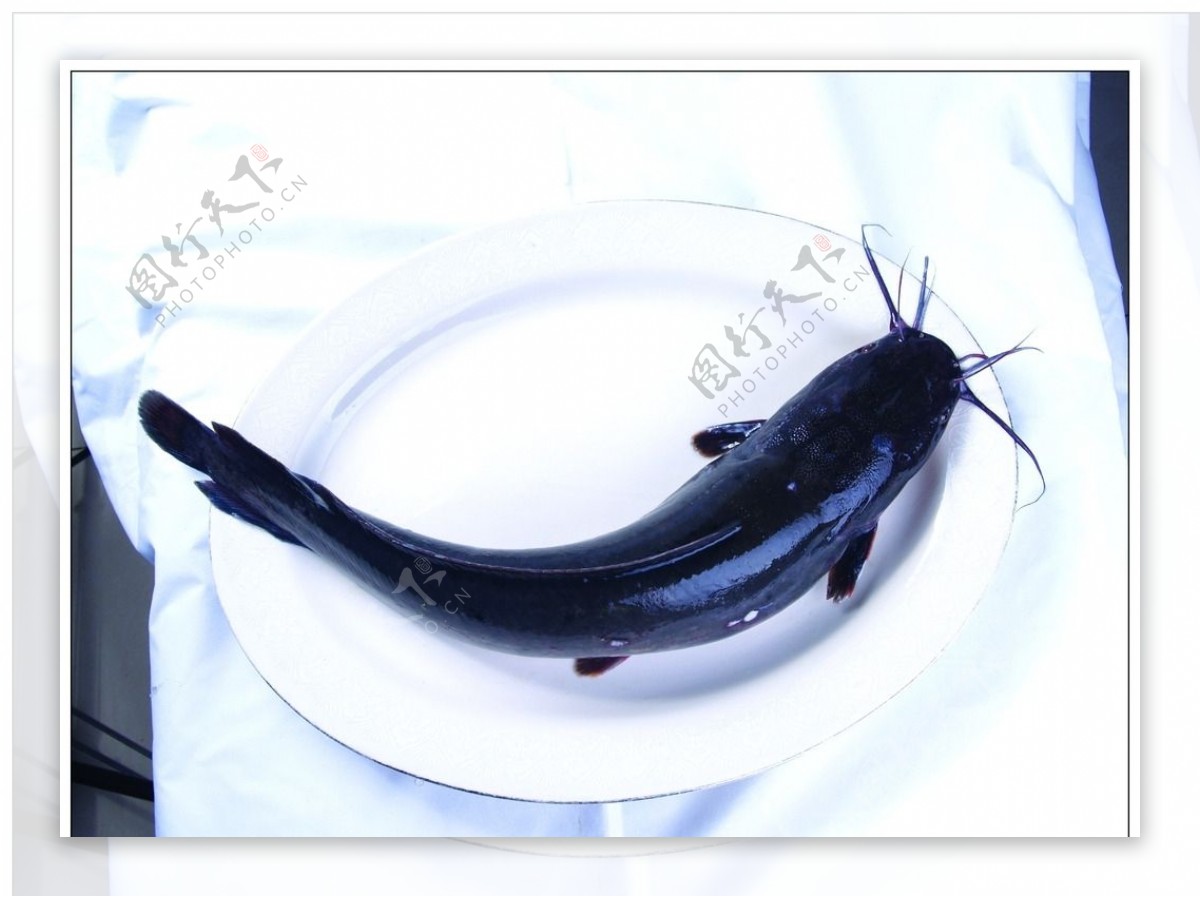 大口鲶鱼-名特食品图谱-图片