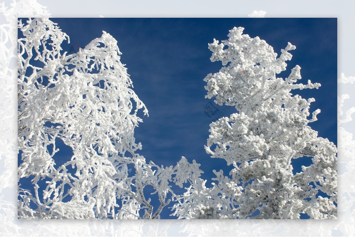 冬季树枝上的积雪图片
