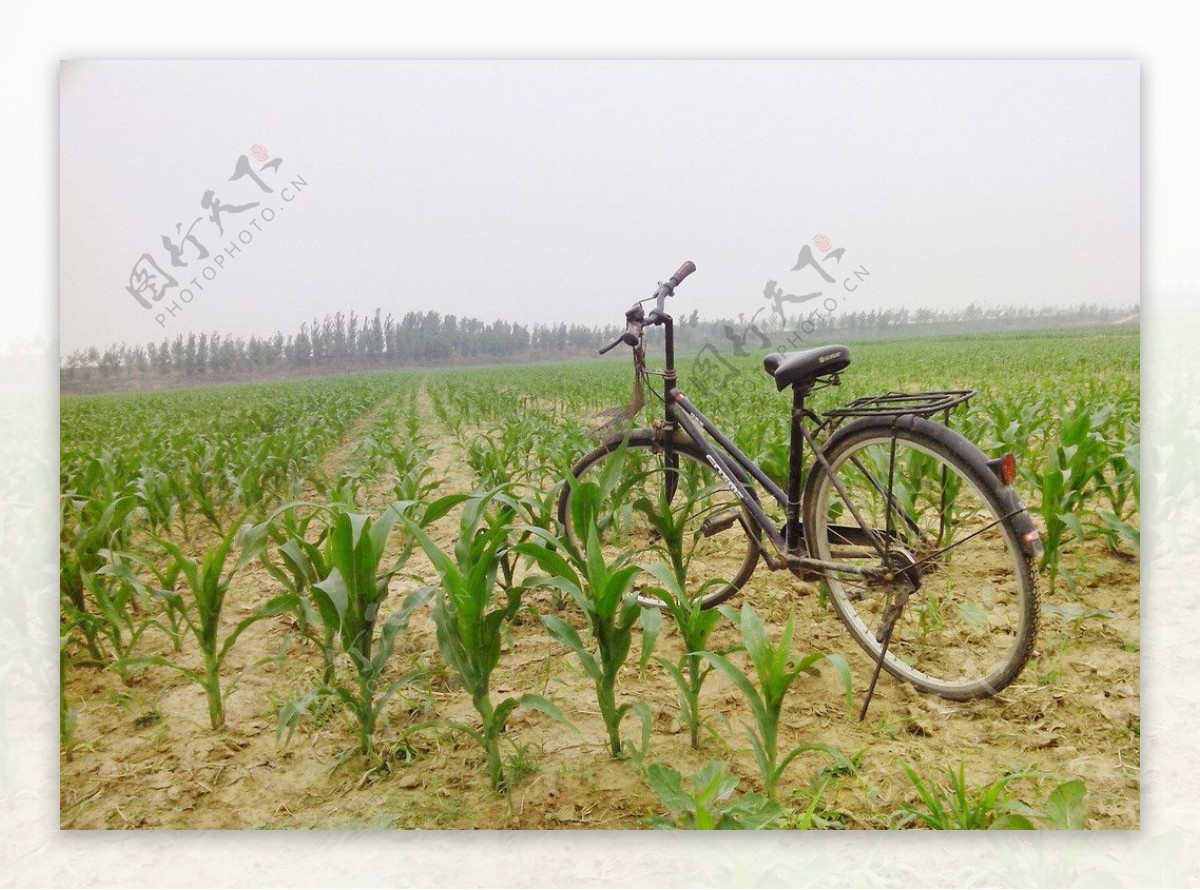 玉米农作物图片