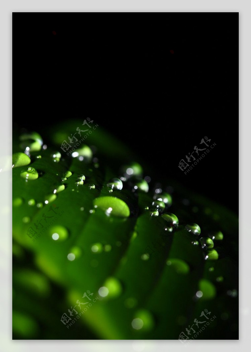 绿叶上的水珠图片