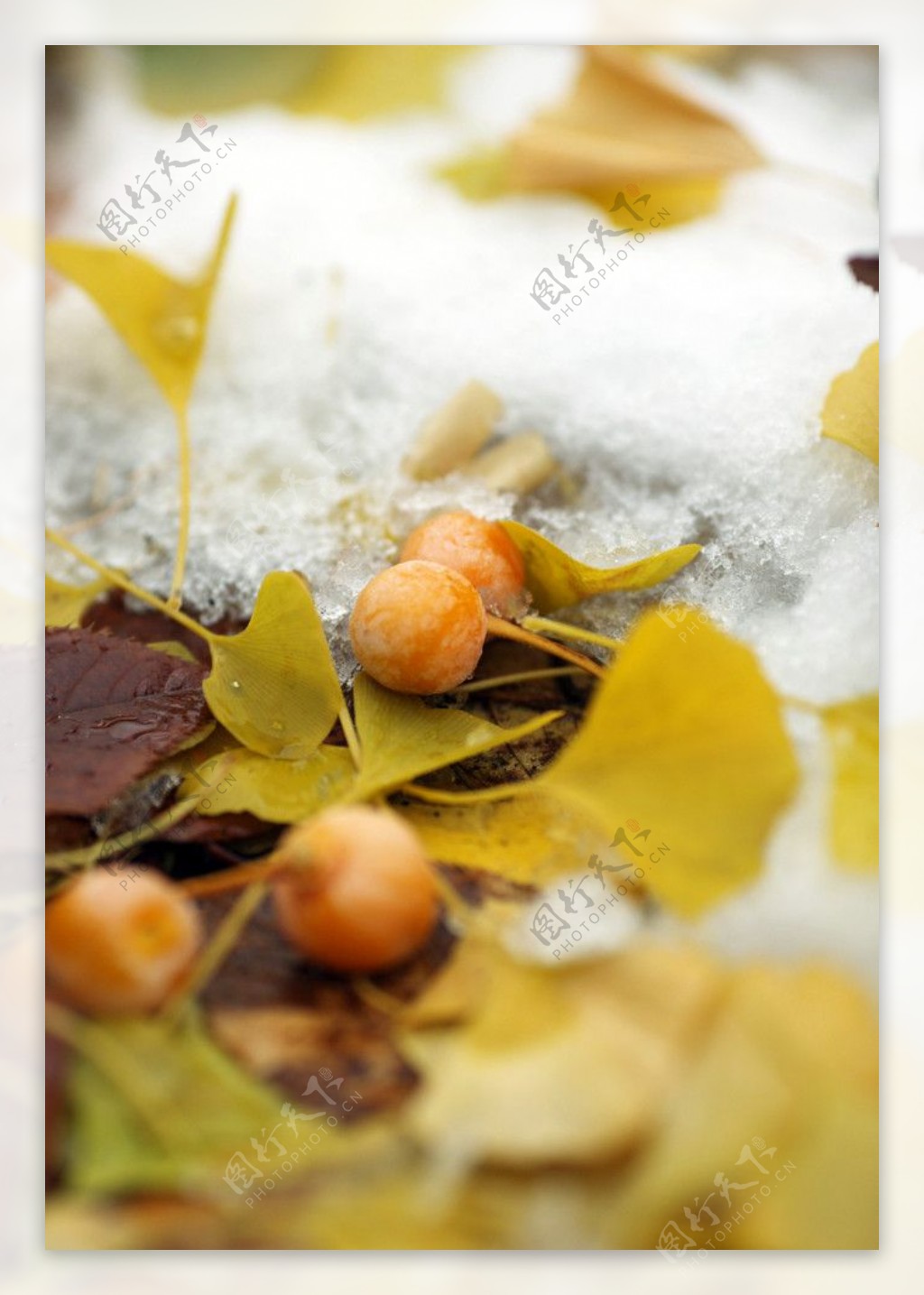 雪后的银杏树下图片