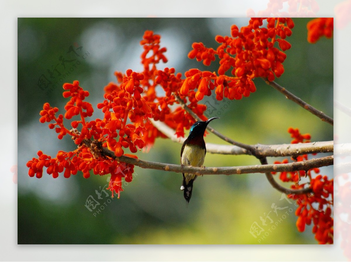 梧桐花图片