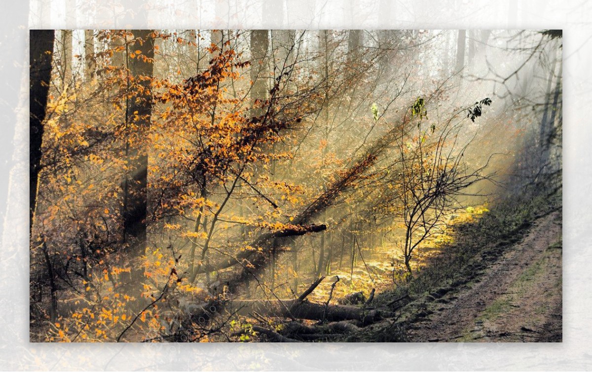 秋天森林风景图片素材