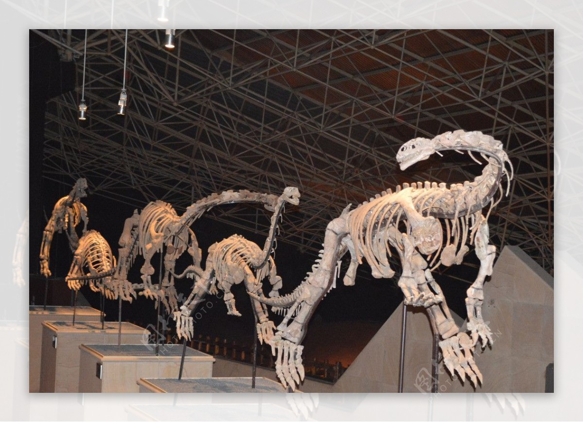 恐龙化石复原骨架图片