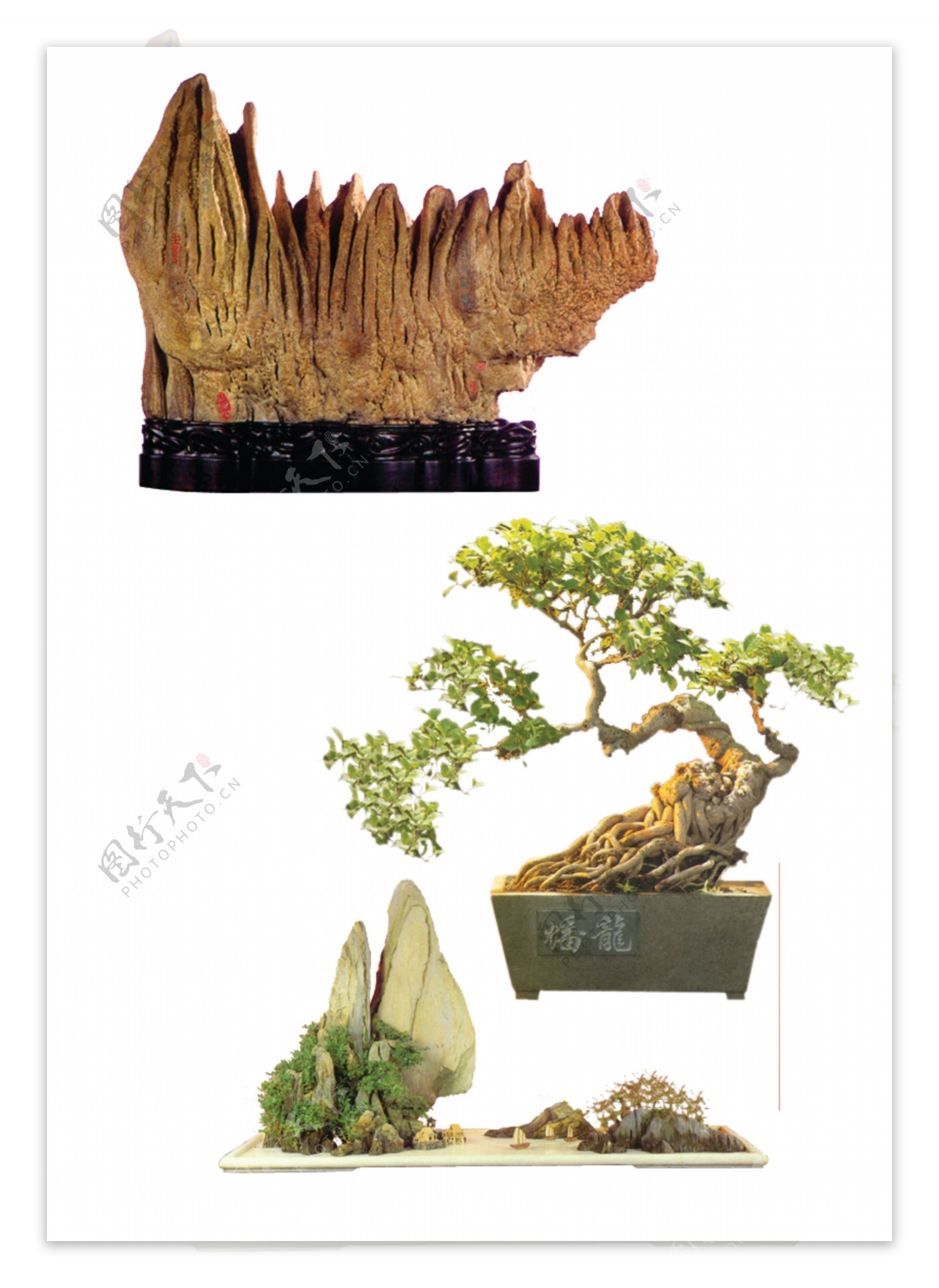 植物盆景图片