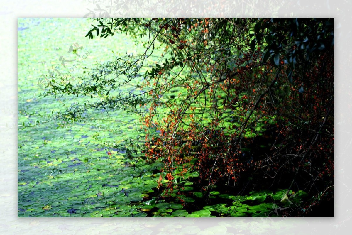 西湖水植物色彩湖浮萍图片