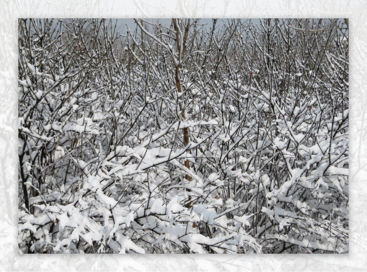 瑞雪兆丰年图片