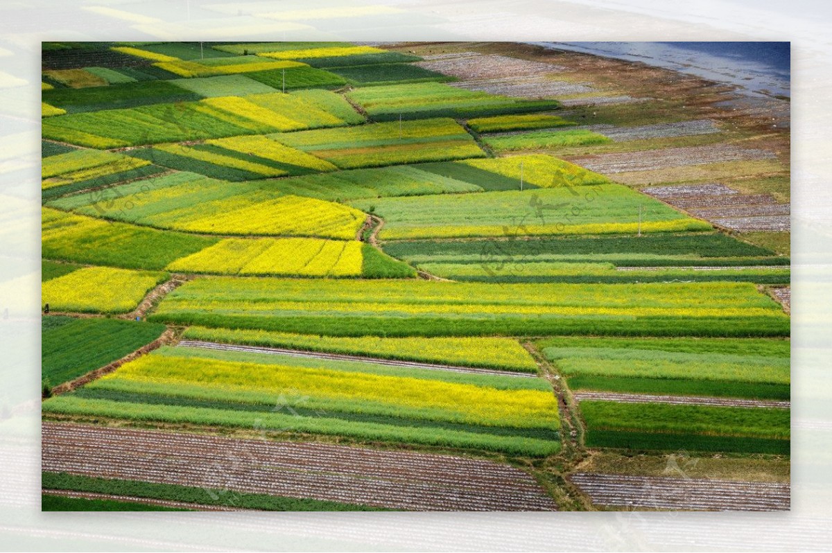 云南拉市远眺油菜花田图片