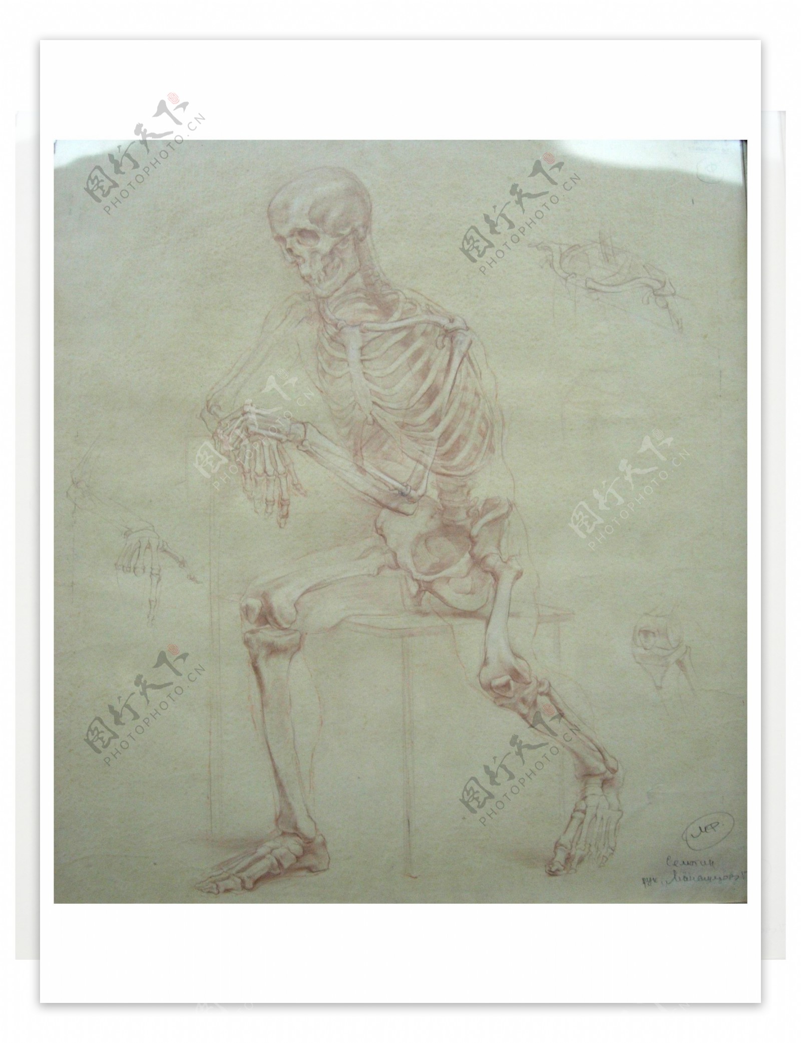 俄罗斯美术素描人体骨骼图片