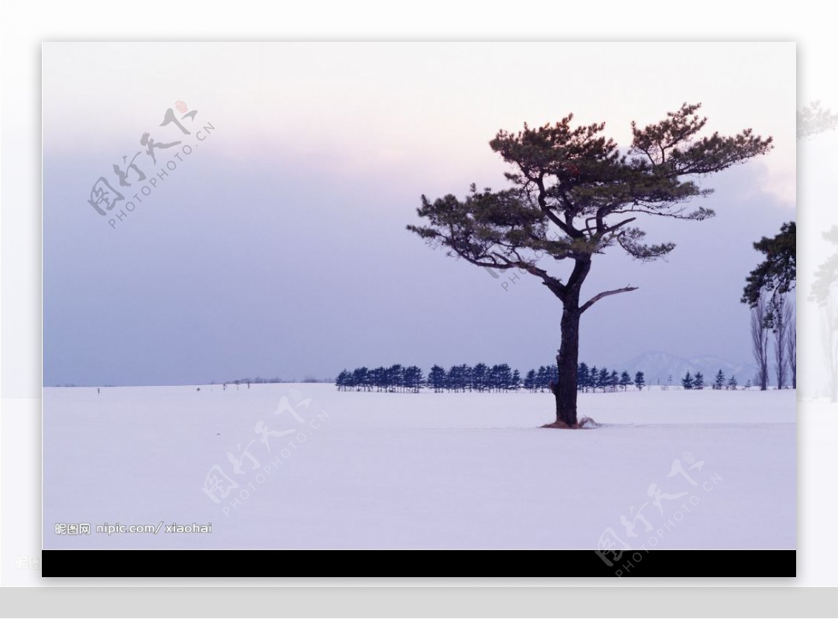 雪地里的松树图片