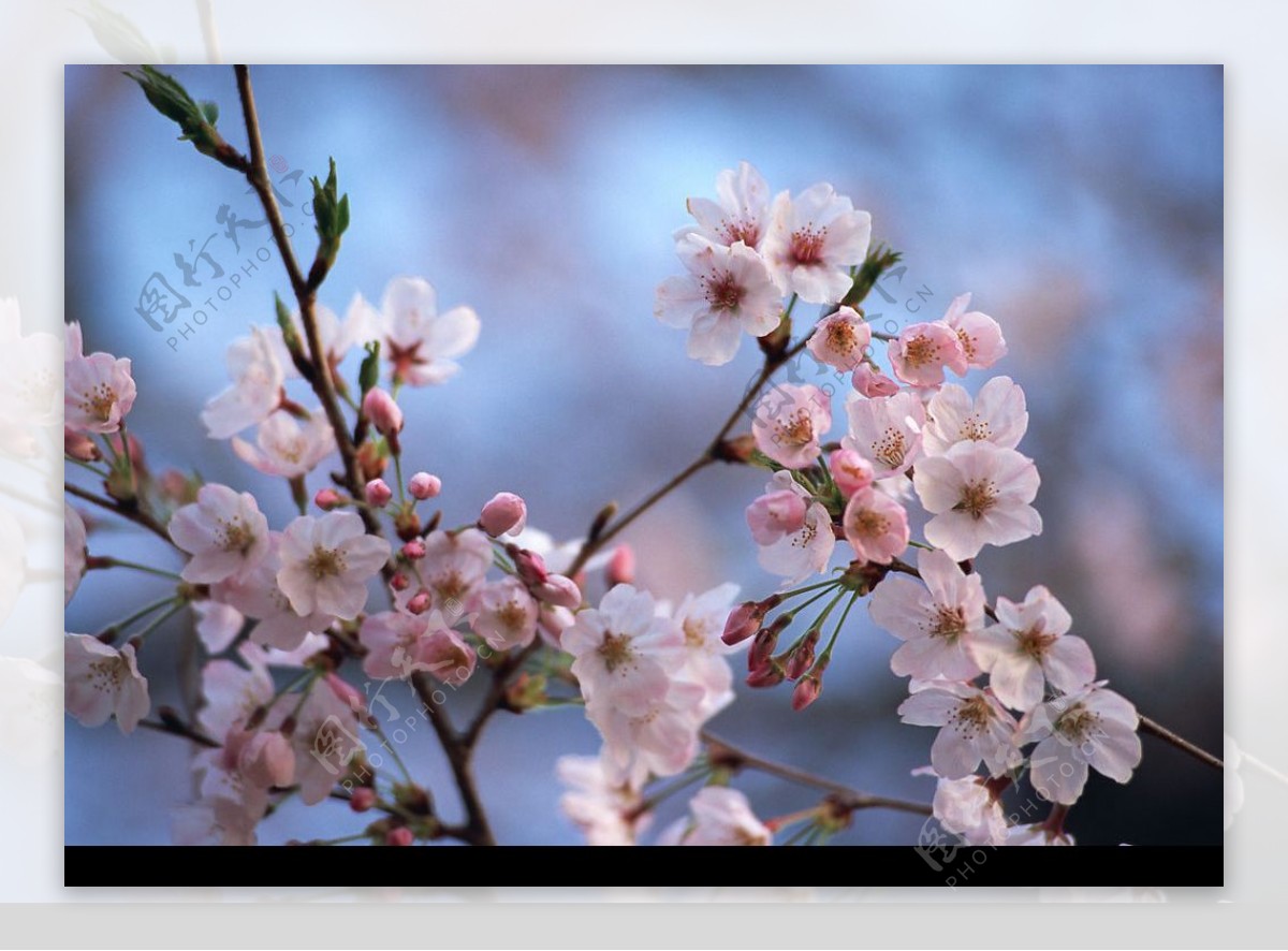 四季花木图片