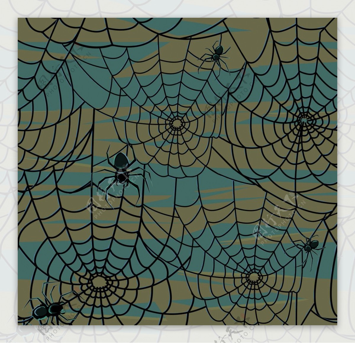 蜘蛛蜘蛛网网络图片