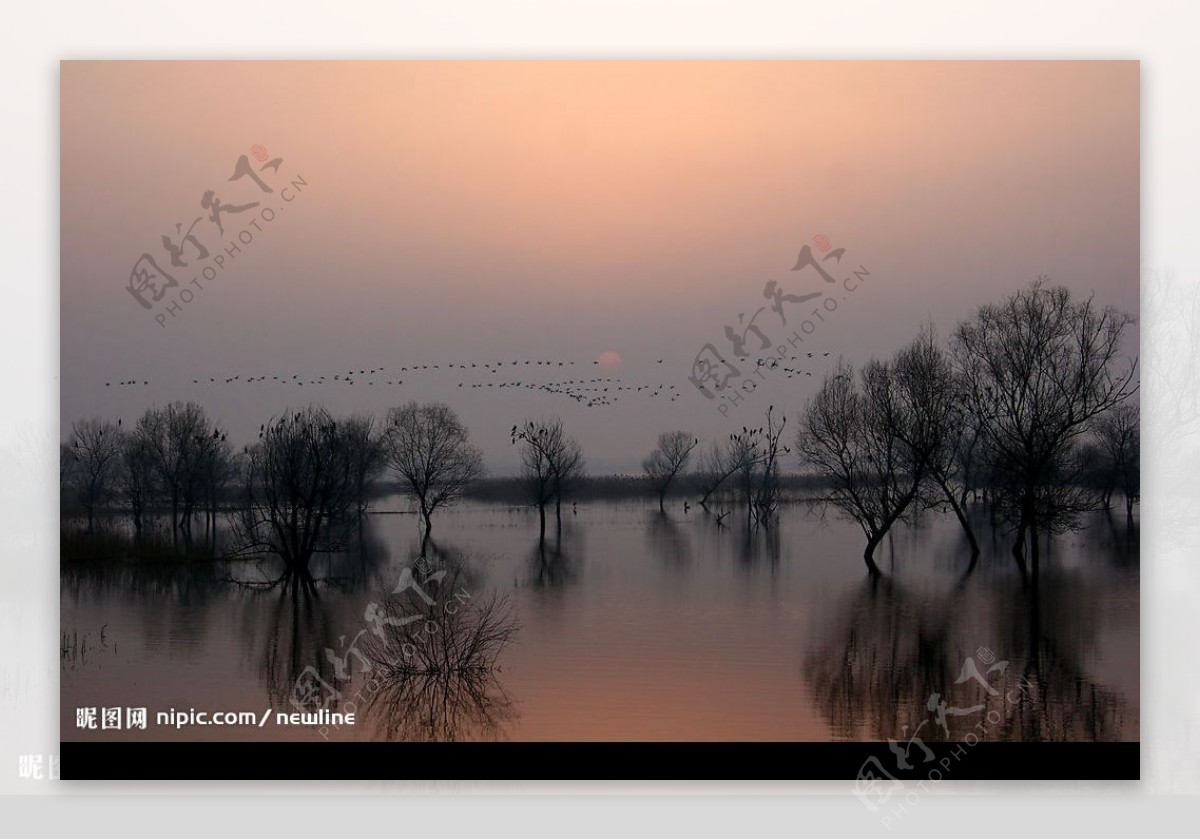 黃河濕地落日飛鳥图片
