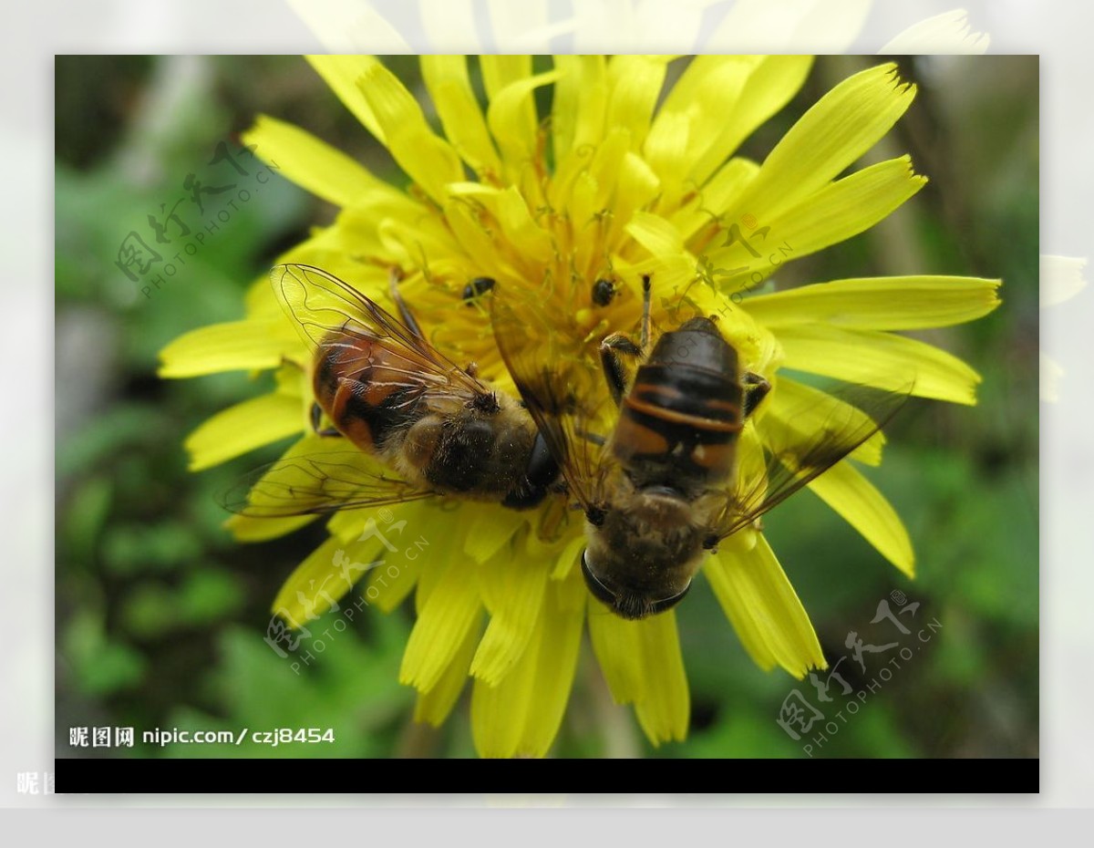 两只蜜蜂争食图片