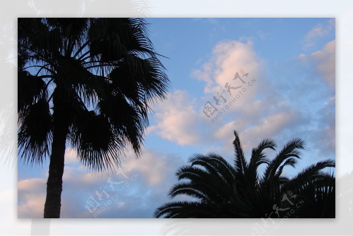蓝天与棕榄树图片