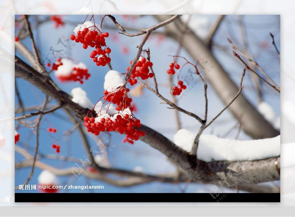 雪中红果图片