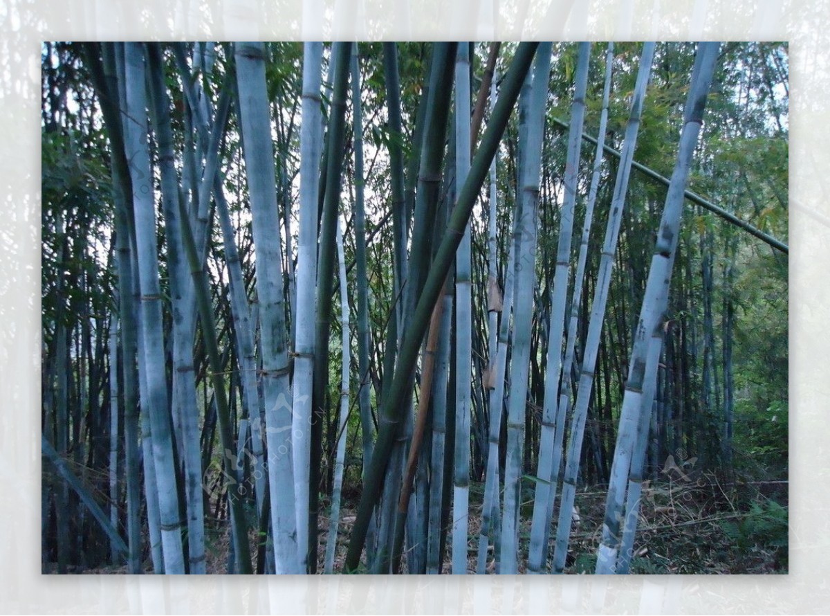 竹子风景图片壁纸