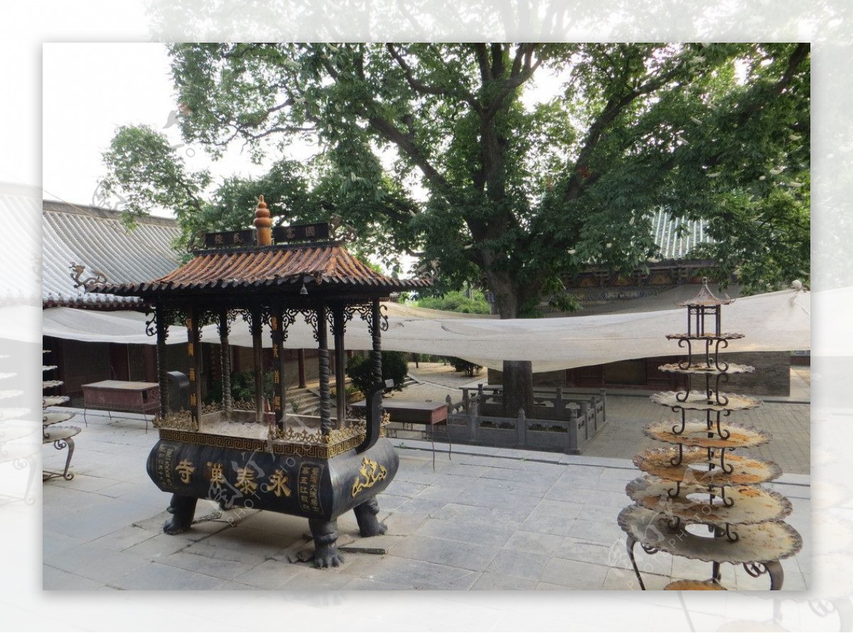 永泰寺里的菩提树图片