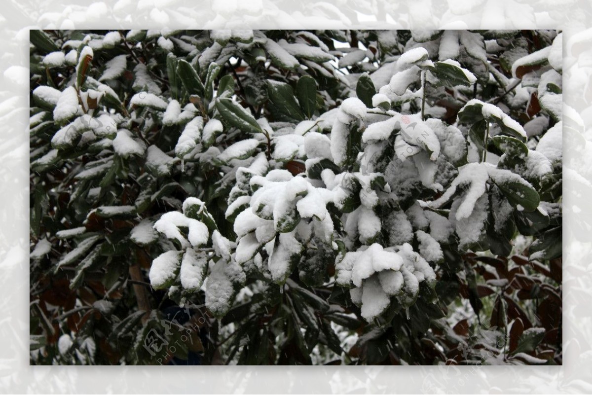 雪树枝图片