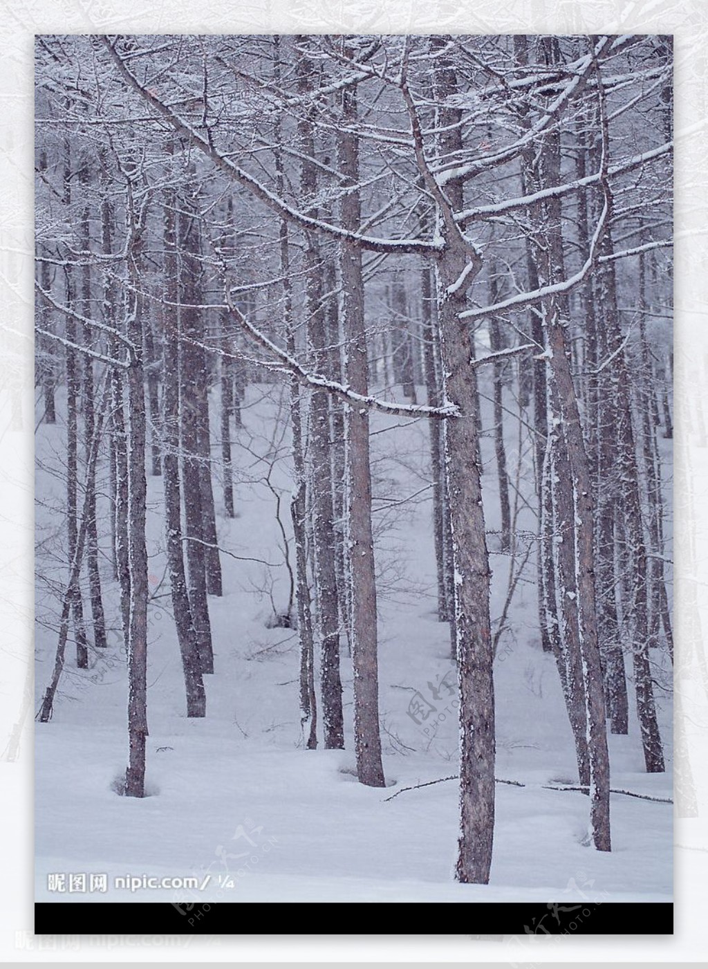 覆盖着积雪的丛林图片