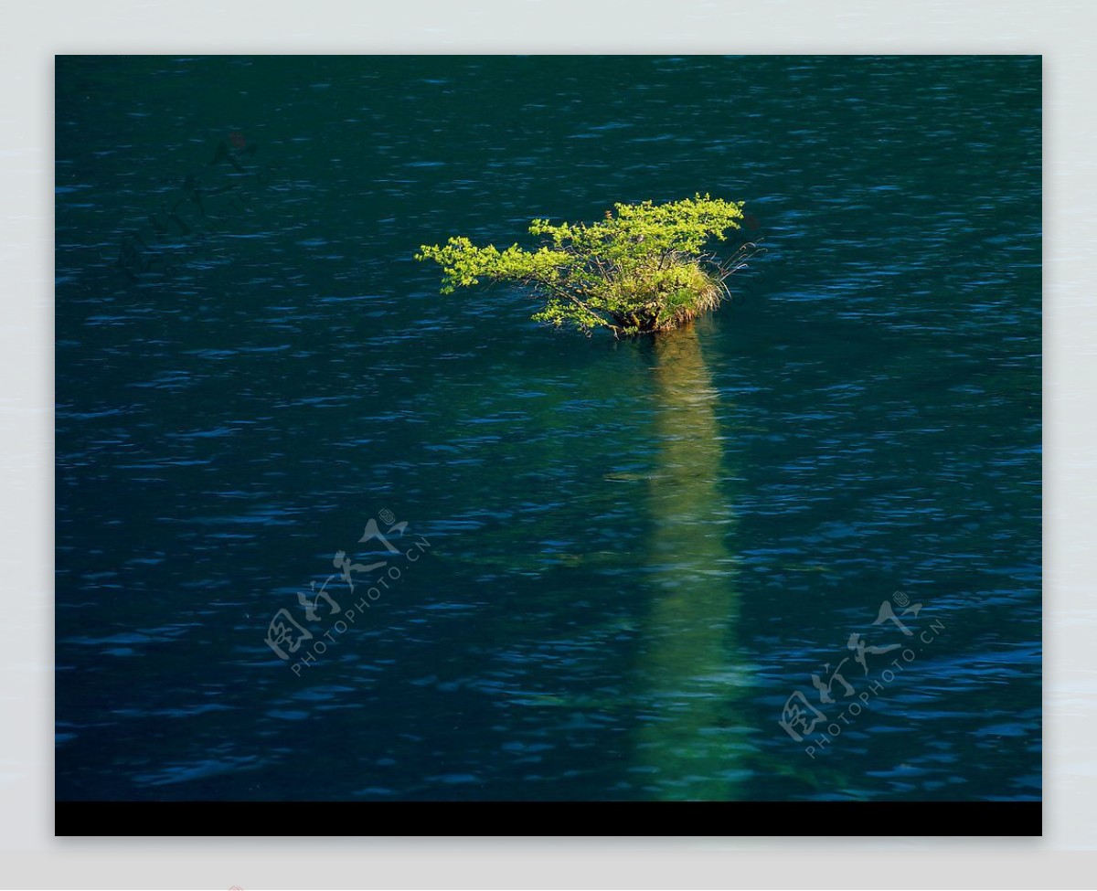水中孤树图片