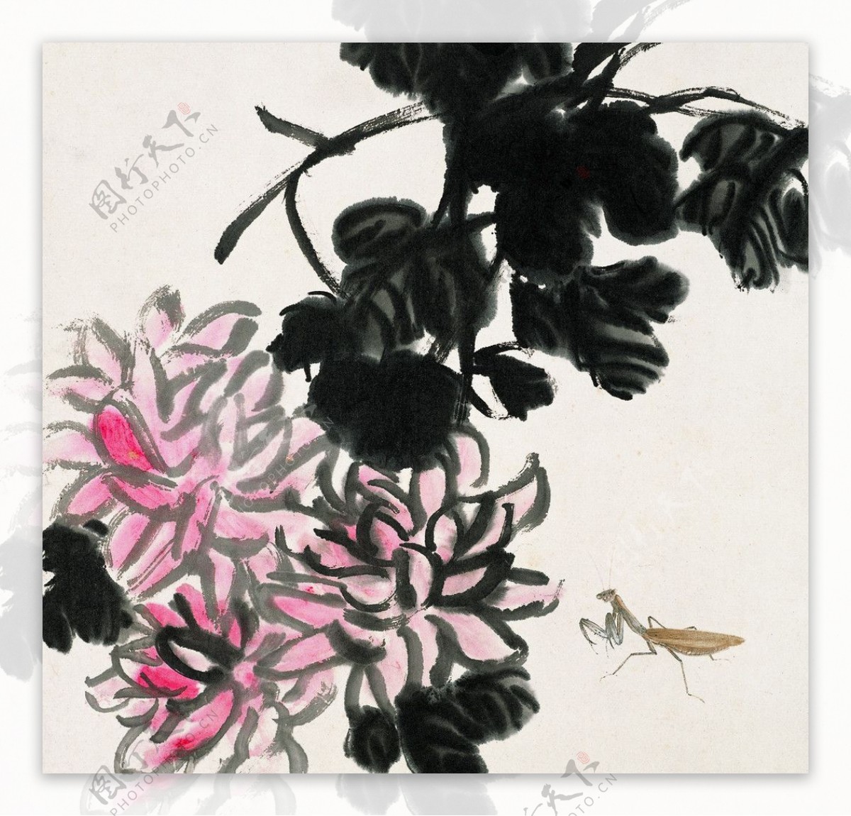 花中螳螂图片