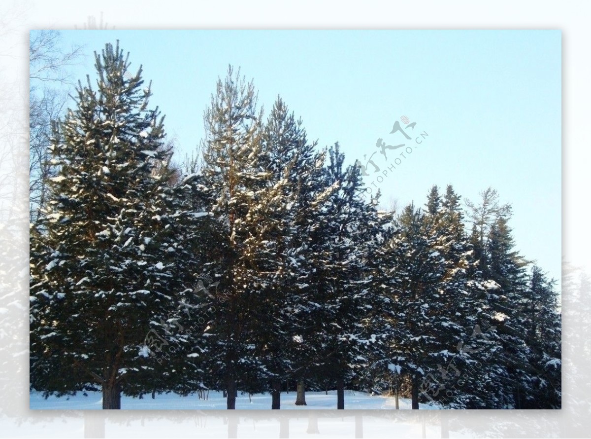 雪地松树图片