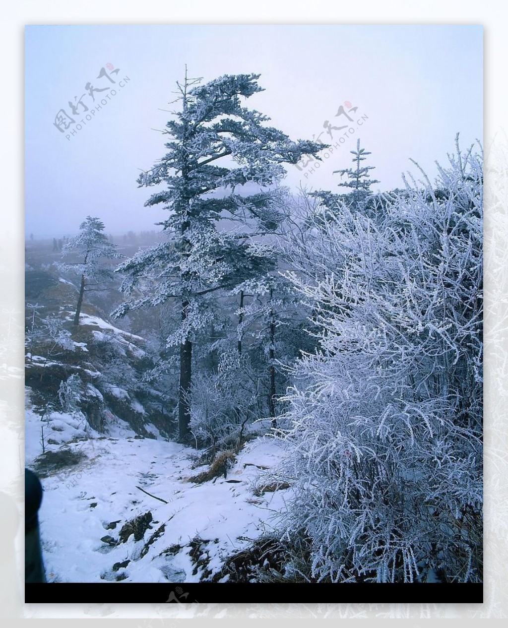 冬景迷人白雪树图片