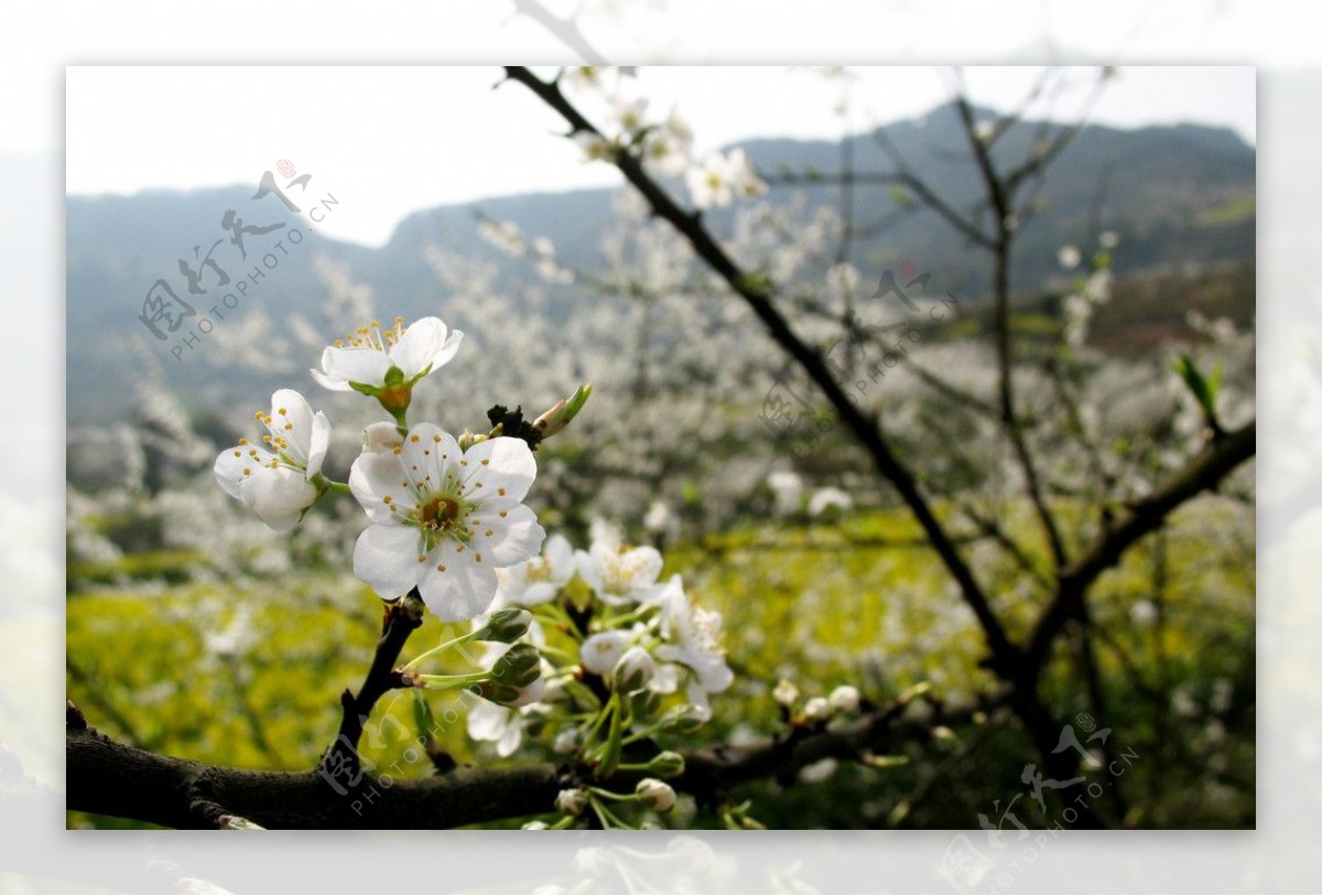 树上梨花图片